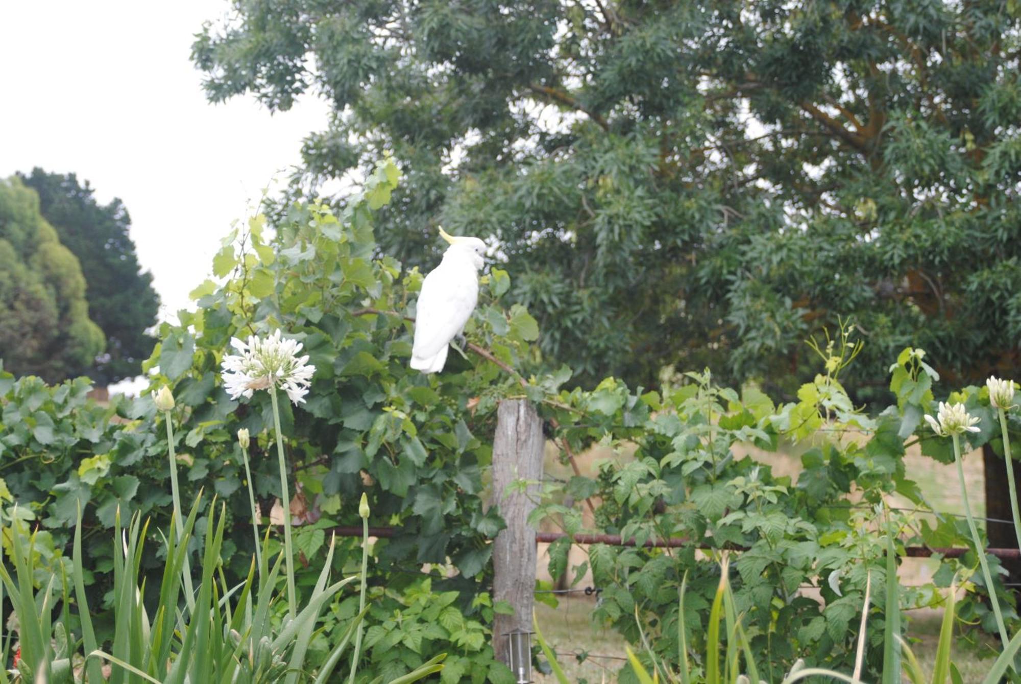 Bed and Breakfast Amble At Hahndorf Exterior foto